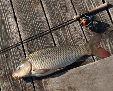 大安トラウトレイク釣果